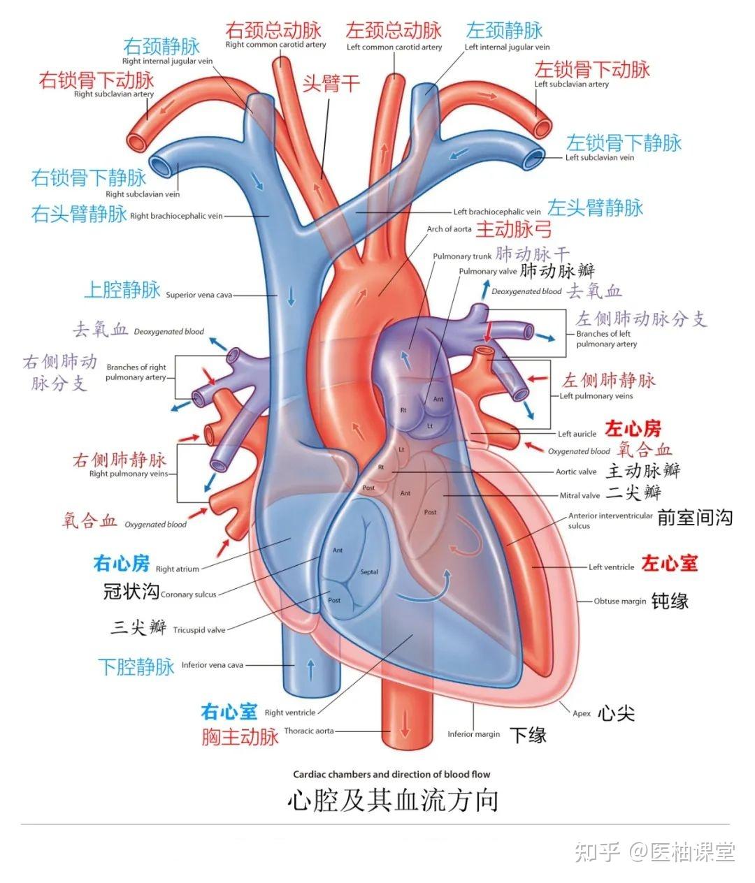【收藏】肺部解剖图谱 - 知乎