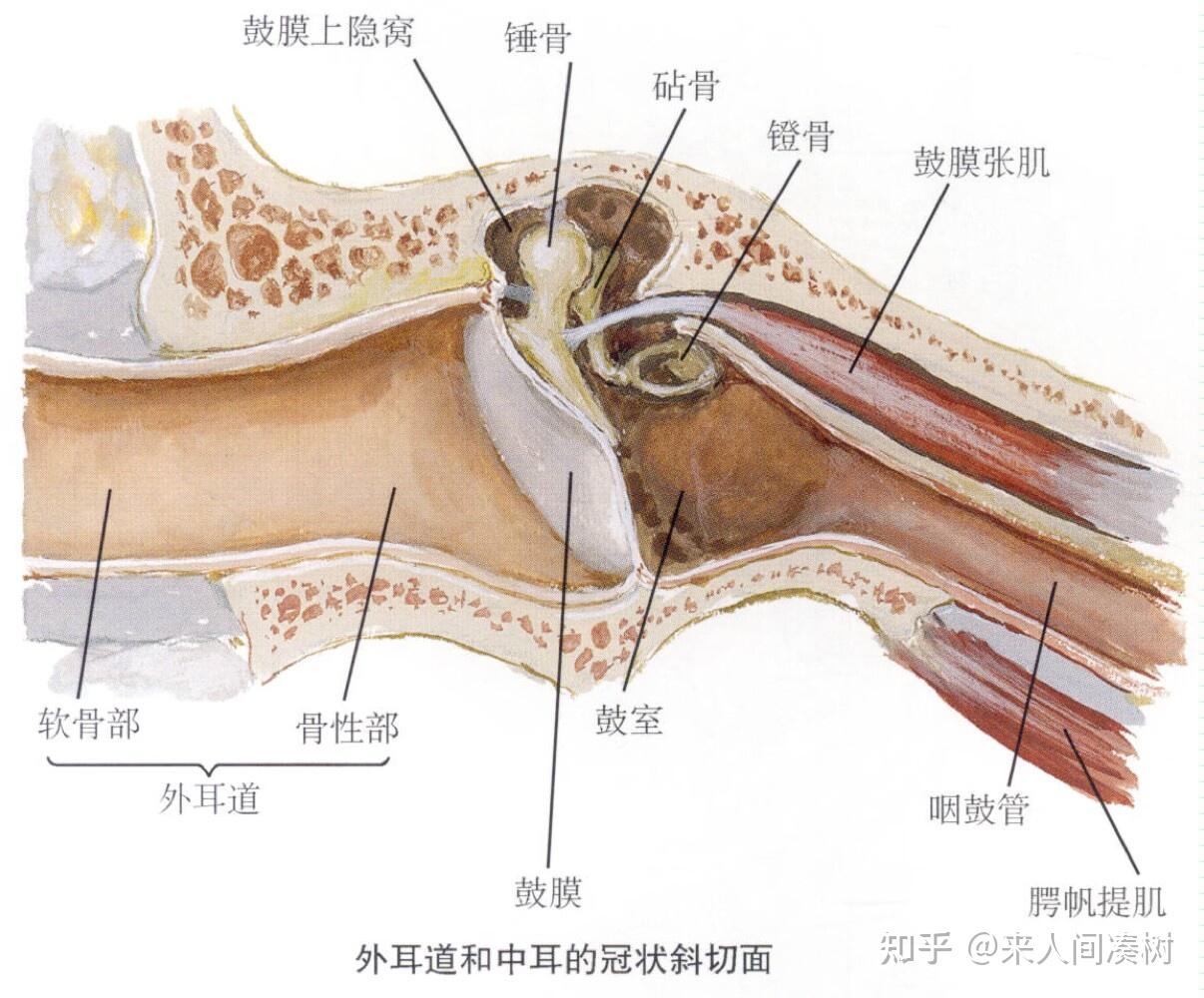 听小骨的作用图片