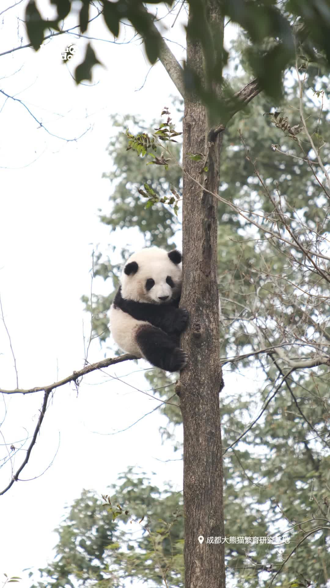 大熊猫花花最喜欢爬树了