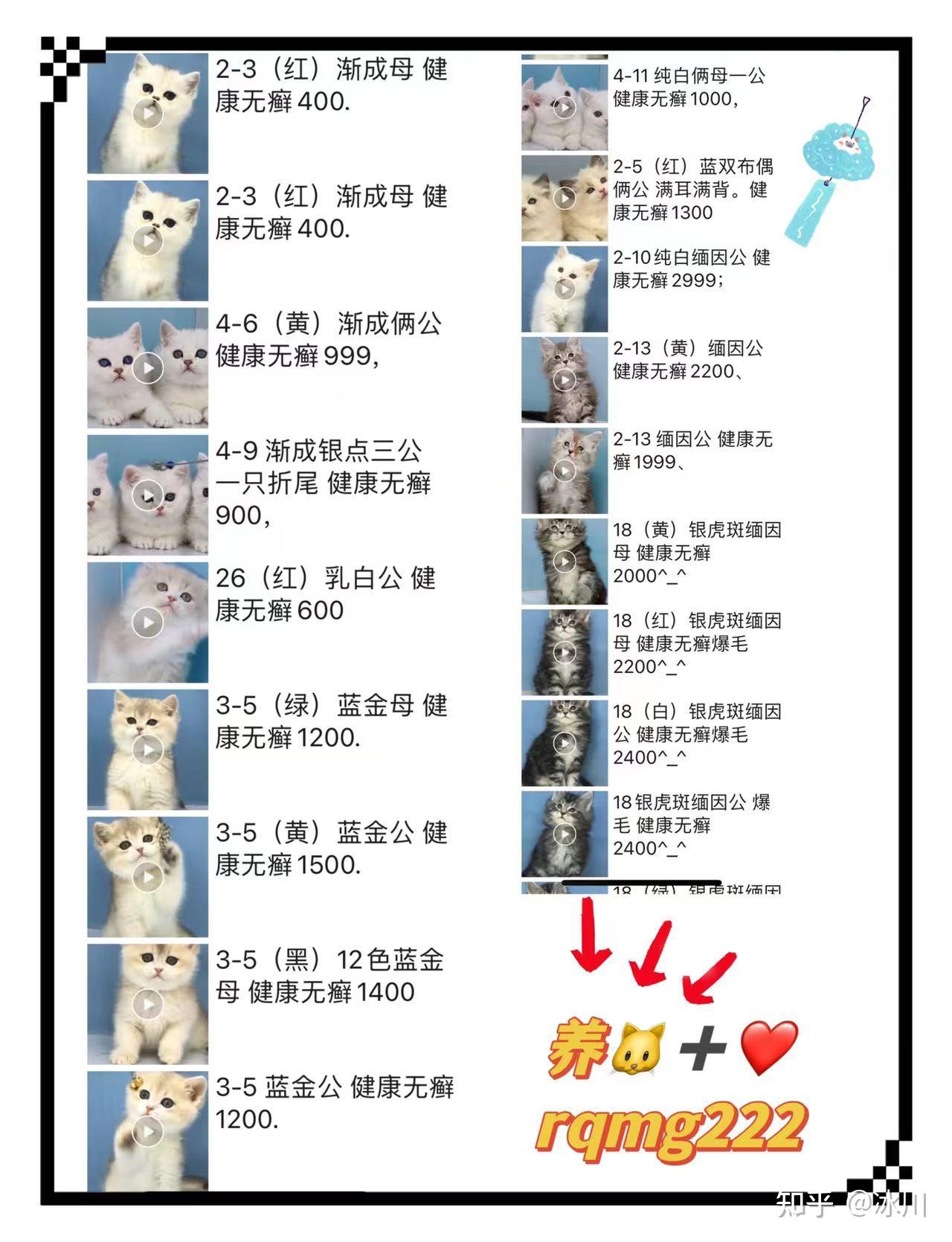 德文卷毛猫的优缺点是什么? - 知乎