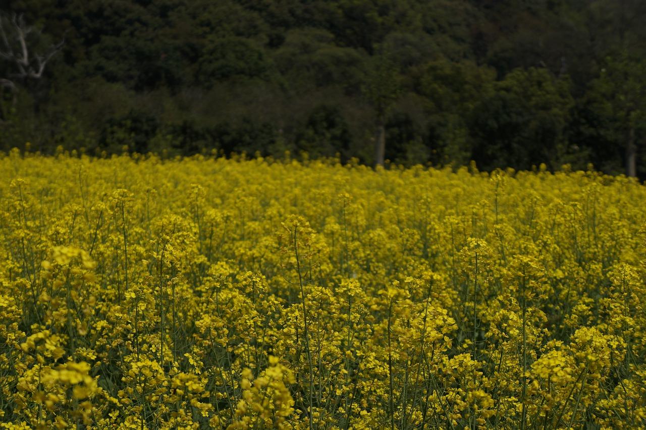 孩子的田野趣事