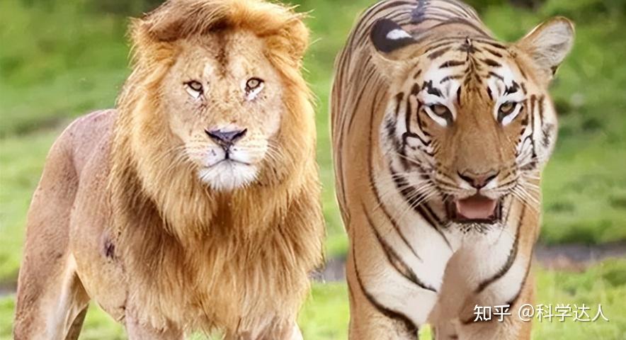 老虎和狮子到底谁更厉害？谁才是真正的百兽之王？ - 知乎