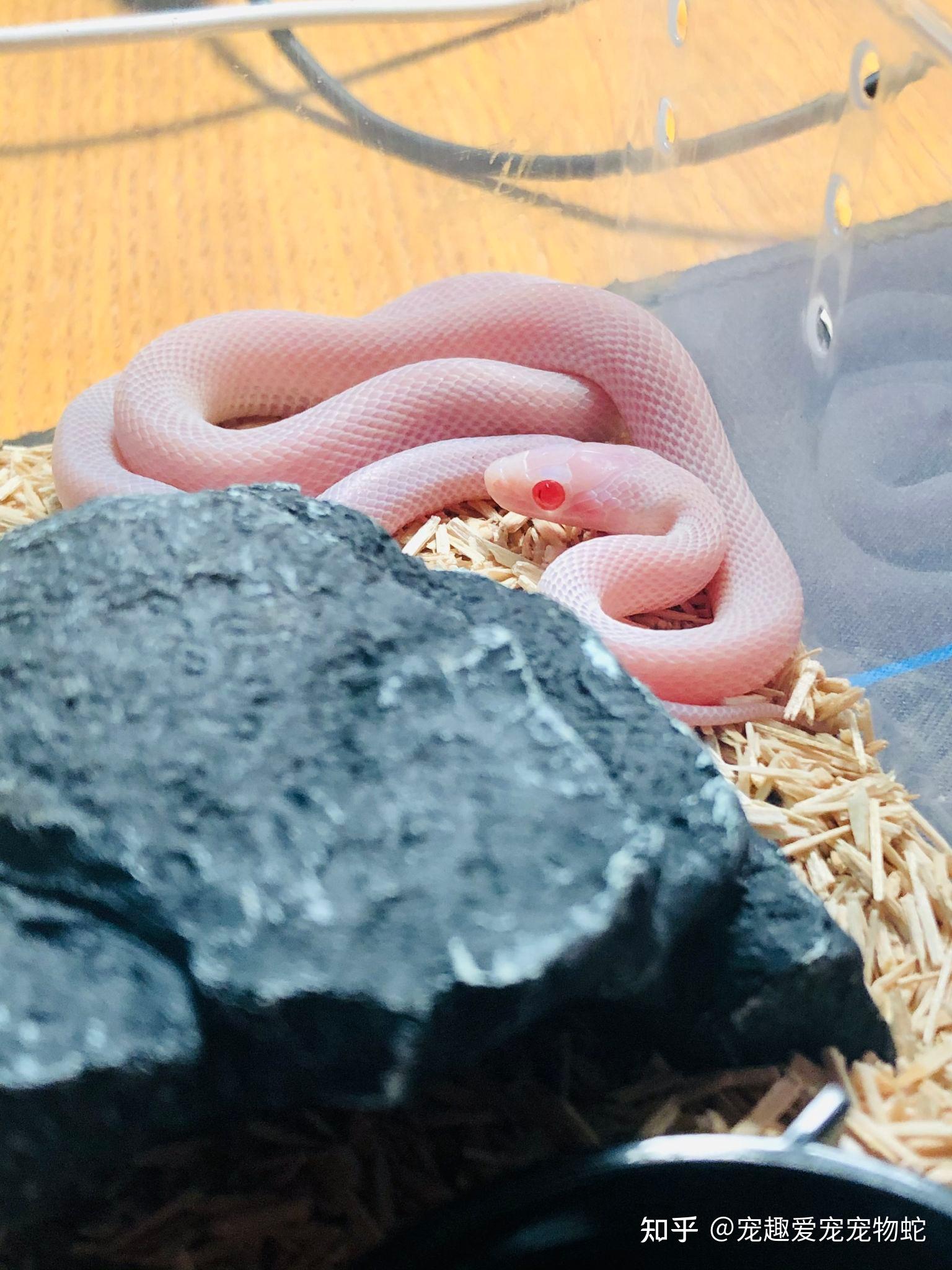 在哪里可以买到宠物玉米蛇? - 知乎