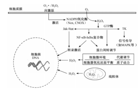 亚硝酸盐中毒机制图片