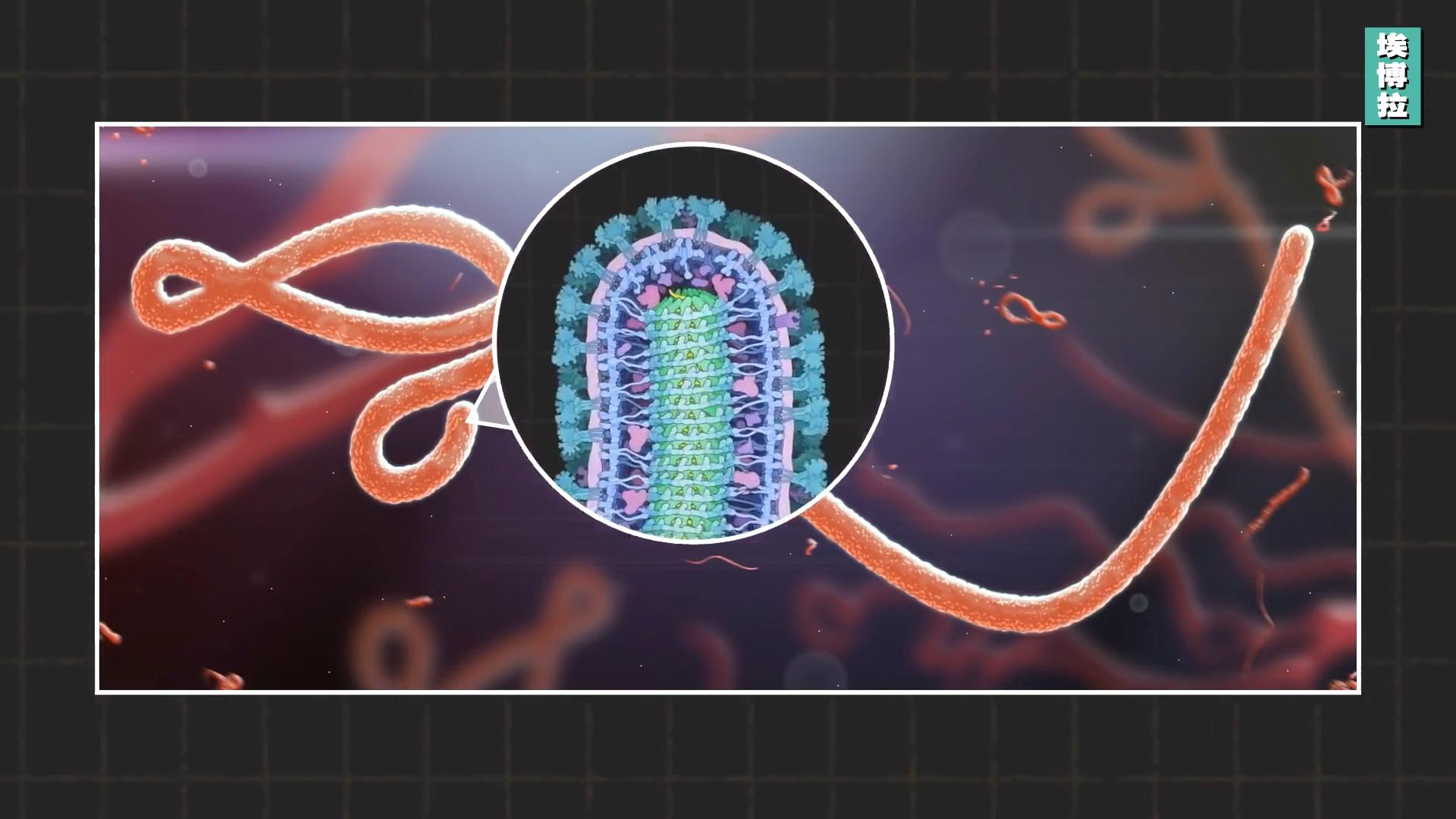 感染埃博拉(ebola)病毒会怎么样? - 知乎