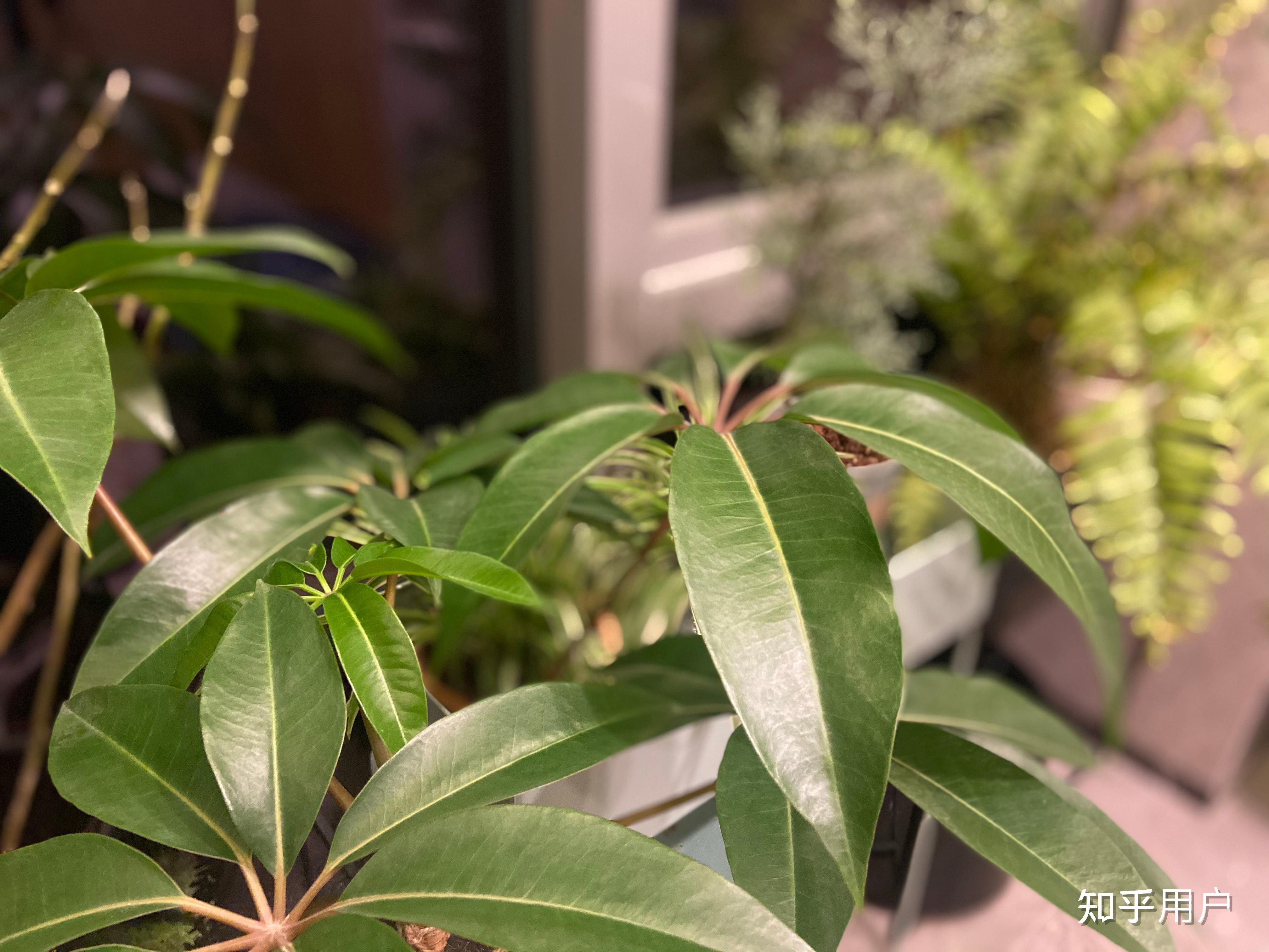 想给父母家挑选落地的大颗绿植放在客厅,有哪些好养活的品种可以推荐? - 知乎