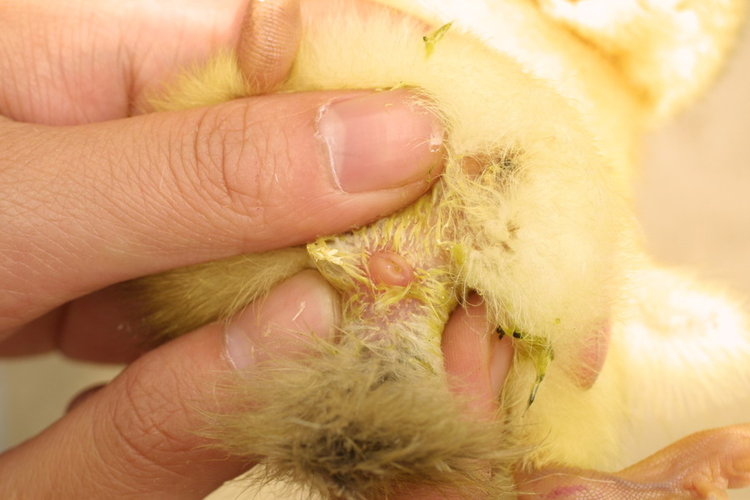 如何分辨小鸡的公母