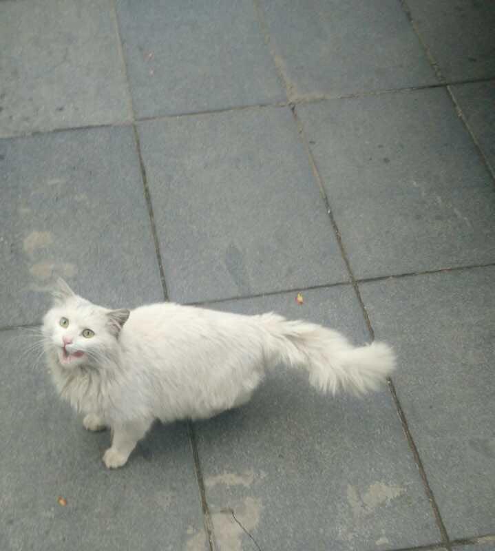 临清鸳鸯眼狮子猫还有吗