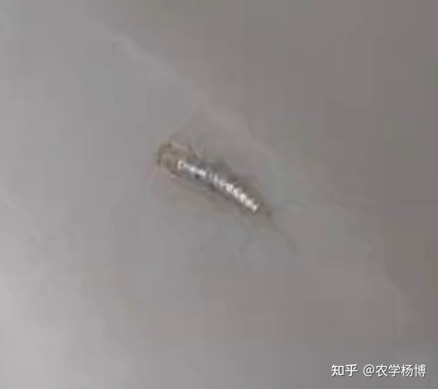 金色的虫子,很小,小到手机拍照不聚焦,在洗手盆发现的,这是什么虫呀?