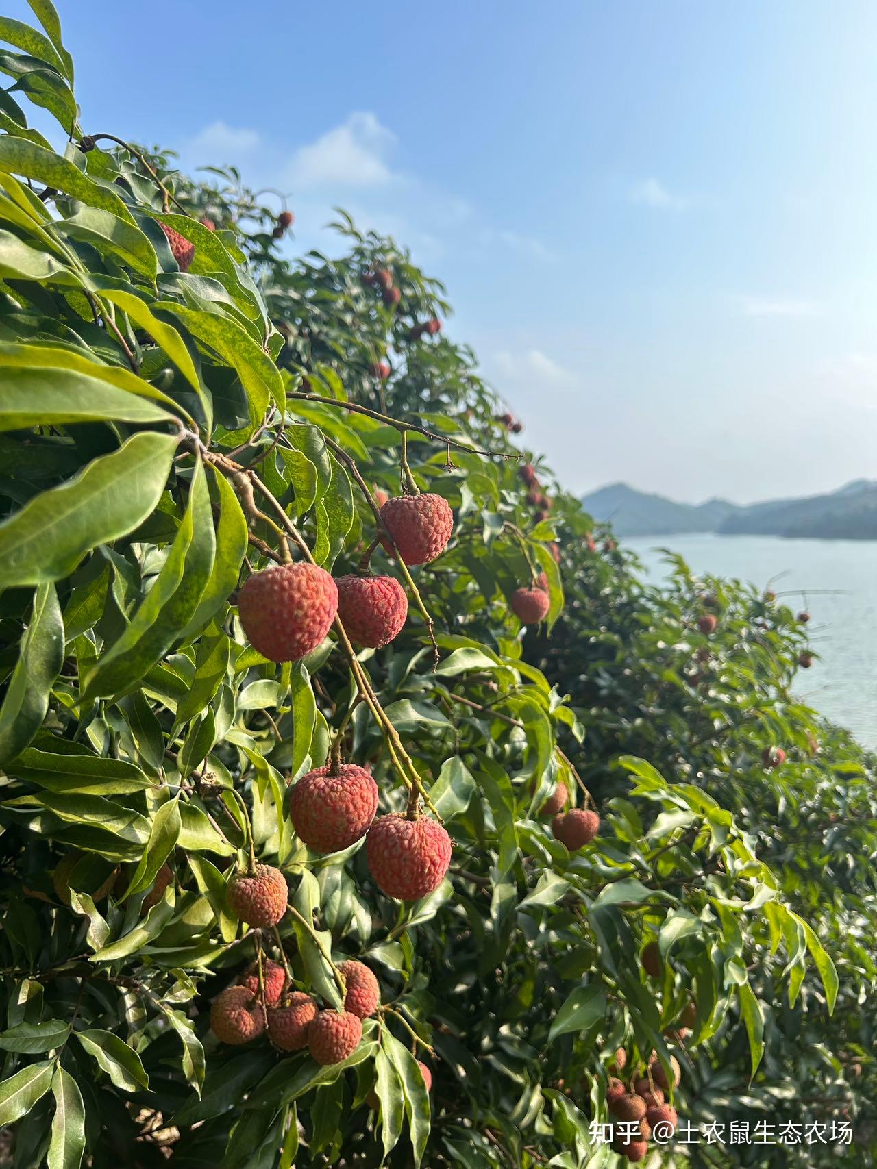 高州水库白糖罂荔枝—来自北纬21°的甜蜜 - 知乎