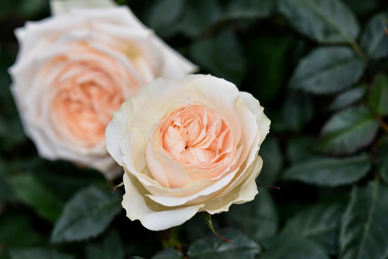 月季如何增大花朵