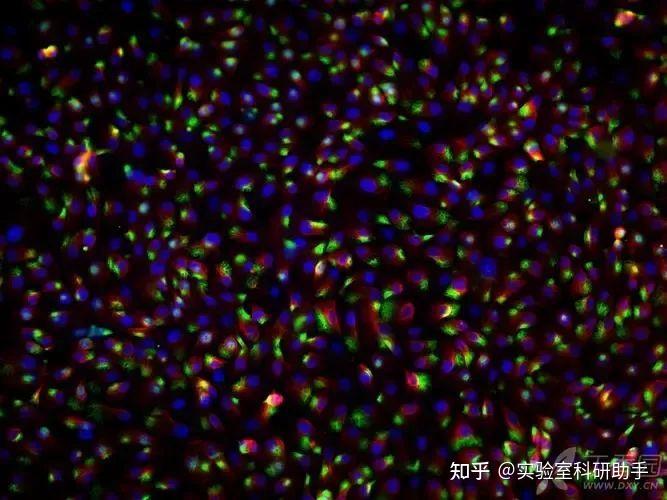 病理染色技术 | 一分钟讲透免疫荧光染色，看这篇足够了！ - 知乎