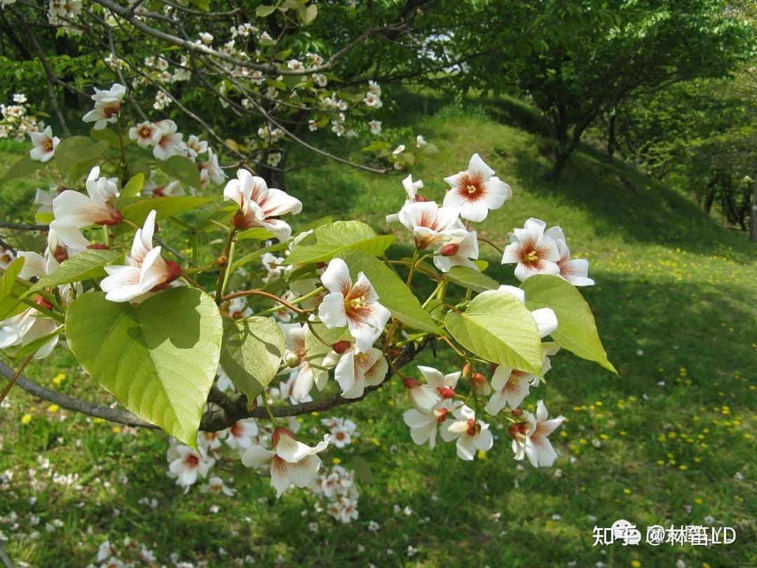 除了铃兰,夹竹桃,还有哪些有毒的开花植物? - 知乎