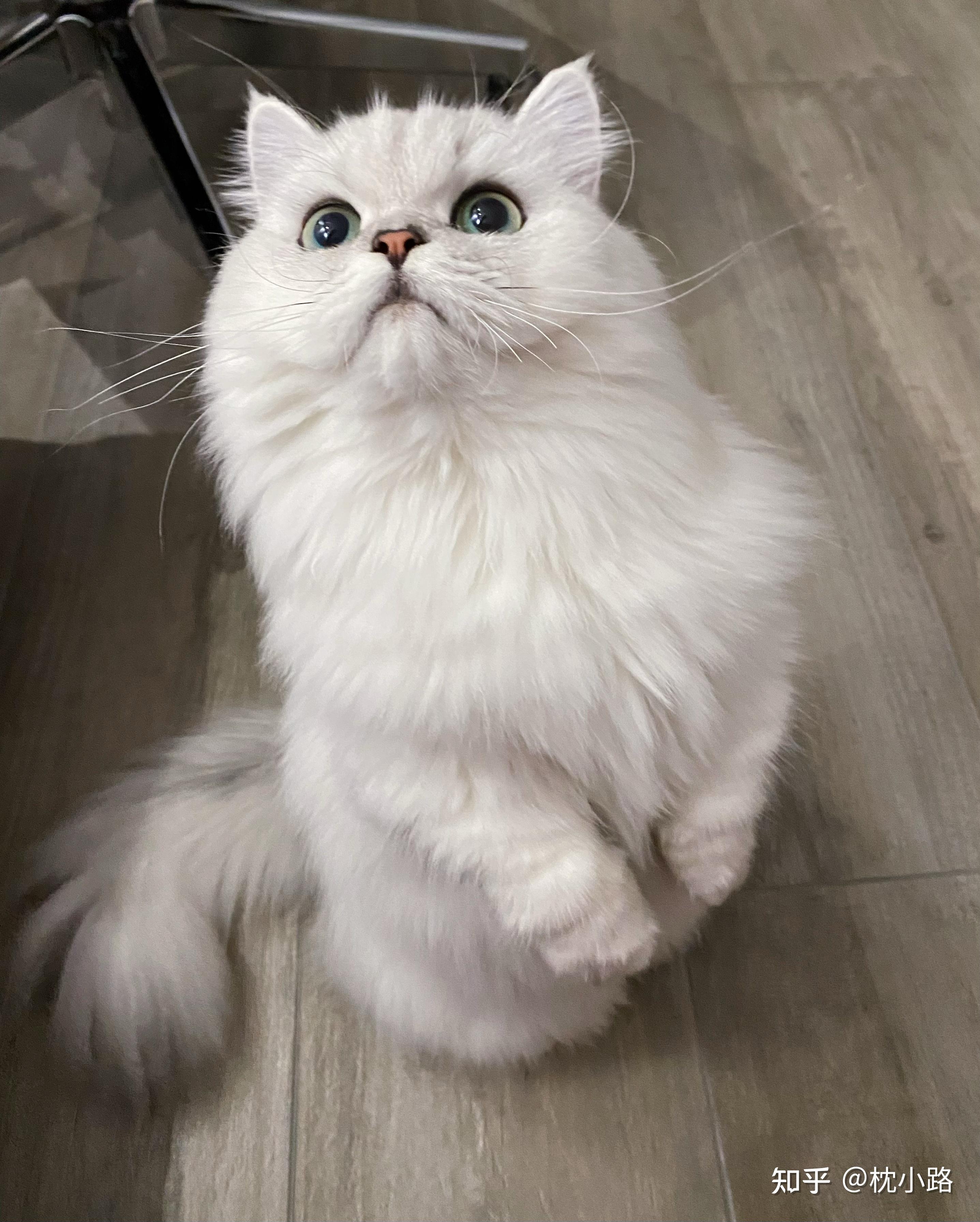 有个很乖的猫是什么体验? - 知乎