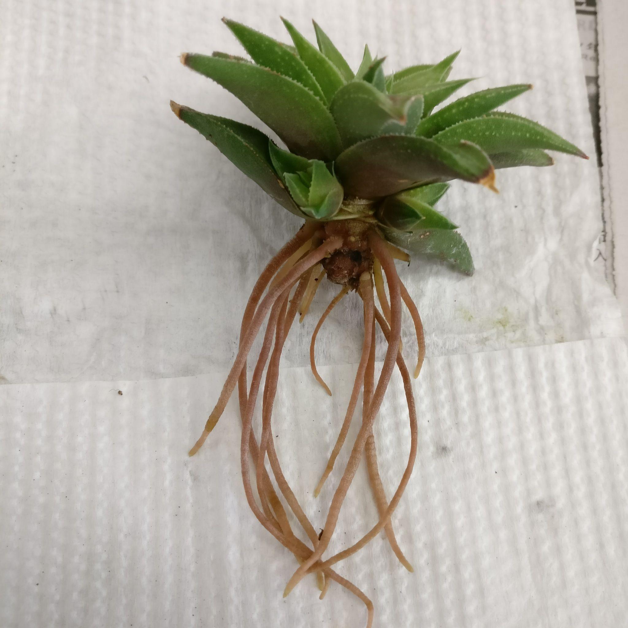 自养的多肉白羊宫状态一直不好如何调养