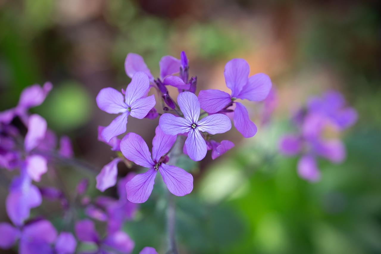 4. 花开九月寓意深