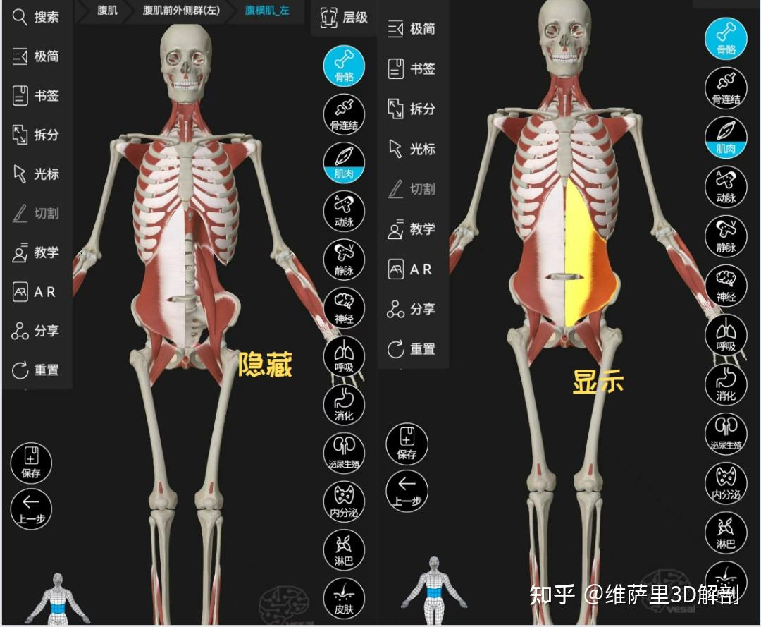 国内最好的解剖软件是3Dbody吗？ - 知乎