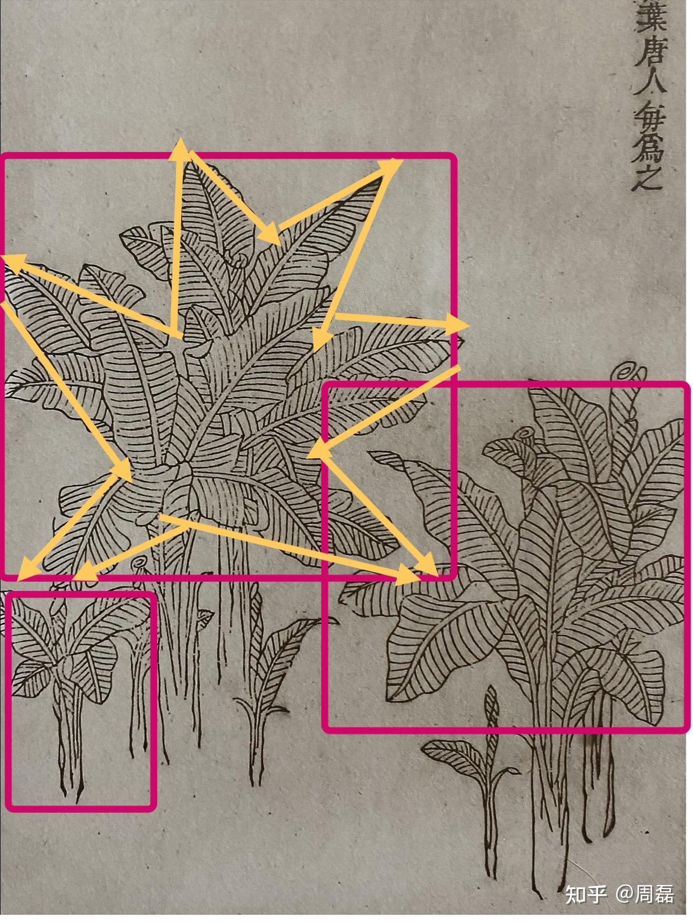 有哪些适合新手临摹的画？ - 知乎