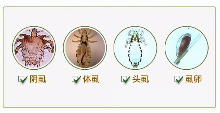 虱子对人的健康有哪些危害?
