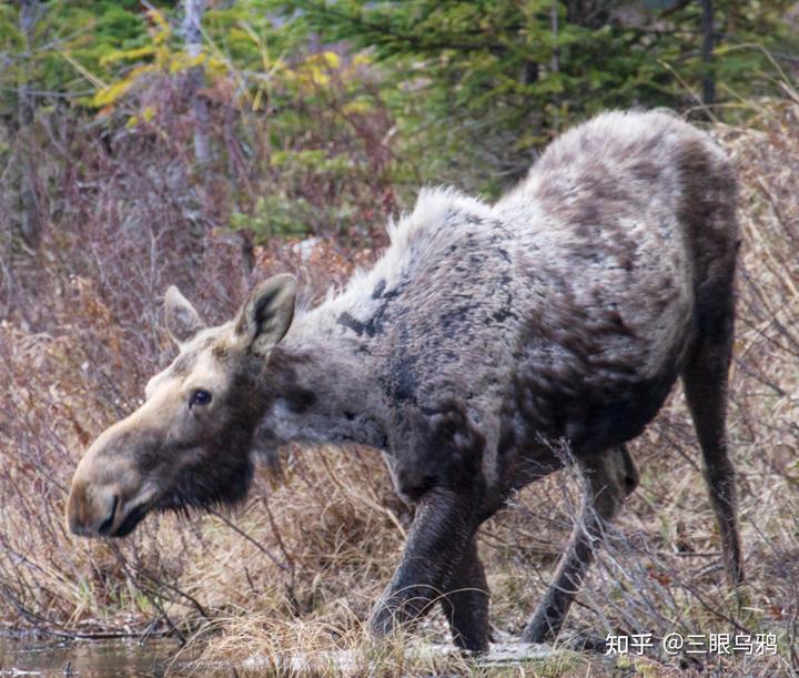 如果将 20 只狼和 500 只鹿放进同一孤岛，最后谁能活下来？