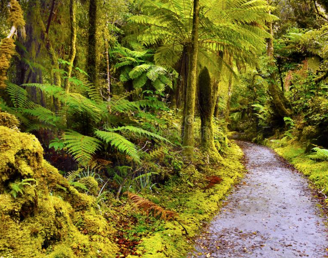 北岛气候类型是温带海洋性气候可为什么植被类型却是亚热带常绿阔叶林