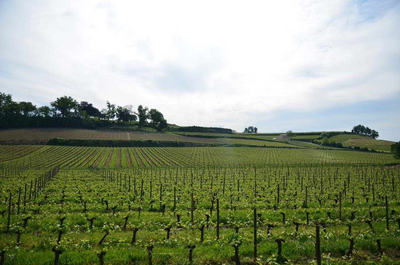 3. 清徐网红草位置