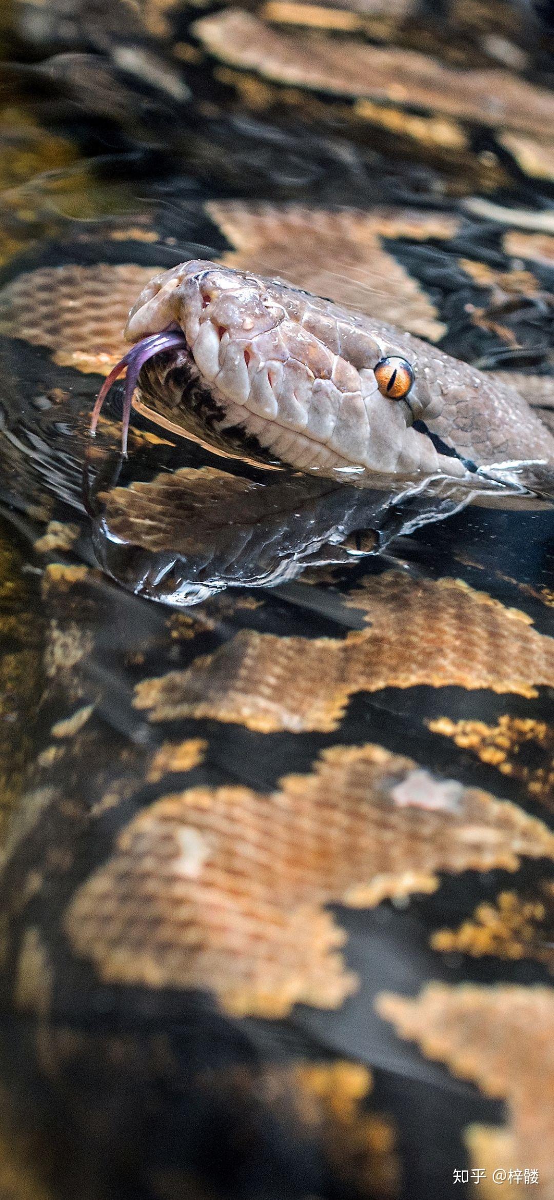 有没有好看的蛇图啊,想拿来当壁纸?
