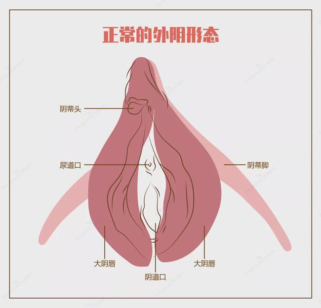 听过几百个女性朋友反应,阴部这个地方也会萎缩,长褶皱.