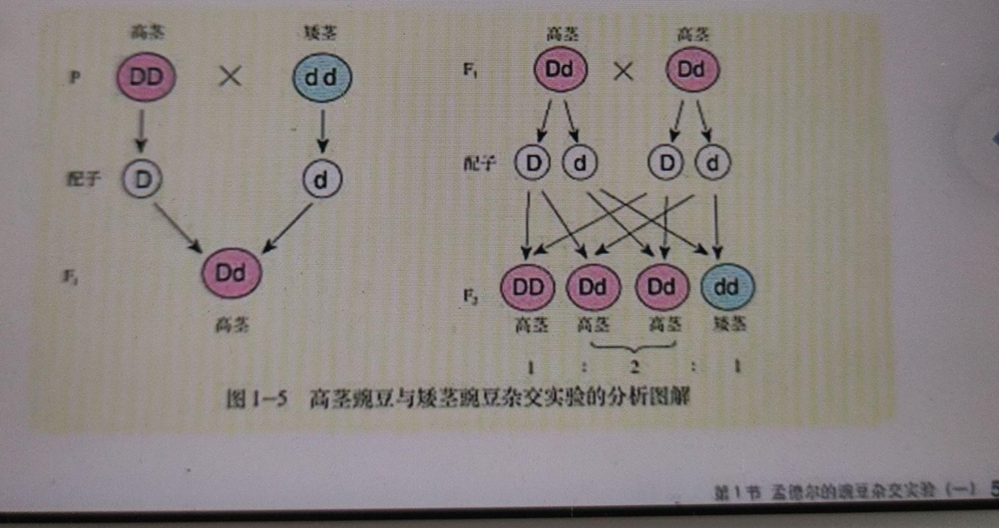 高中生物怎么规范书写遗传图解? - 知乎