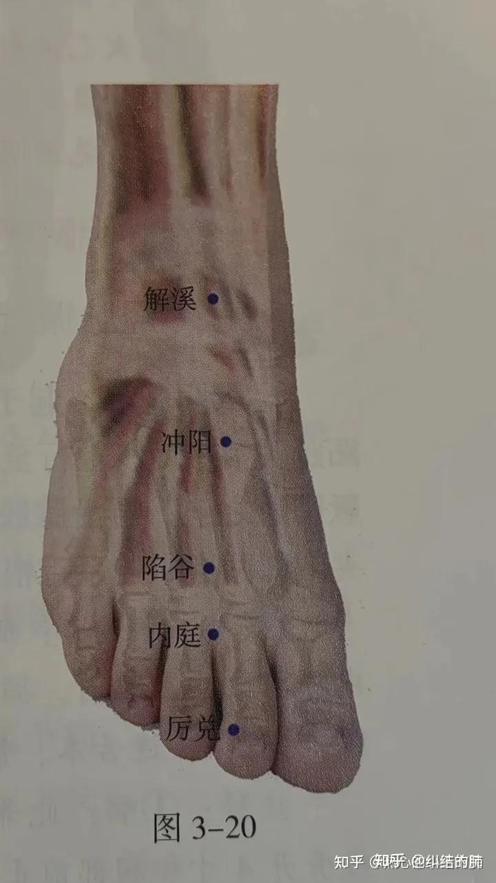 8 足阳明胃经 - 知乎