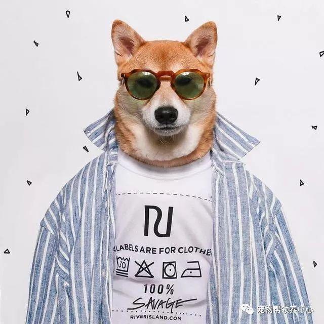 知乎大神有没有跟这个类似的柴犬穿衣服的头像