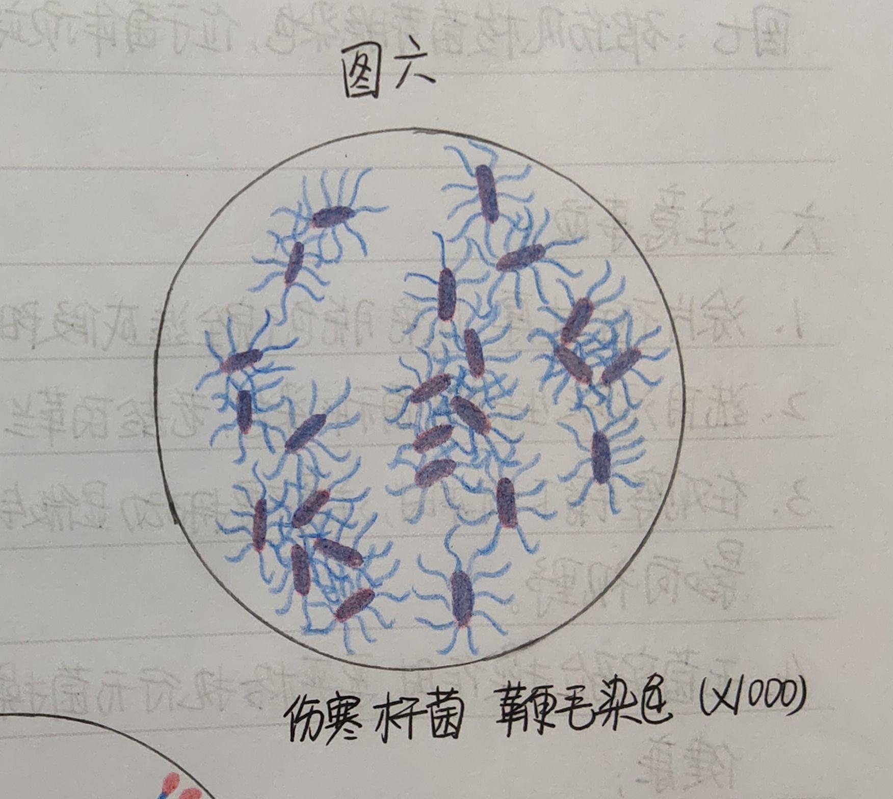 各位大神有葡萄球菌结核杆菌大肠杆菌蜡样芽孢杆菌炭疽杆菌的红蓝铅笔