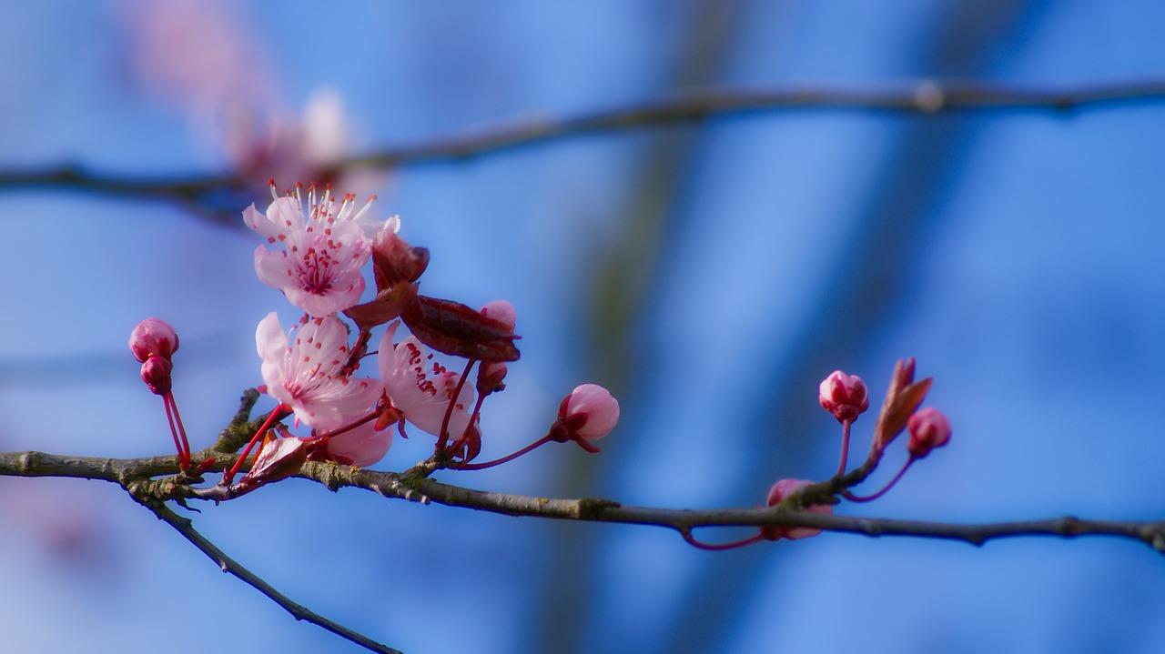 3. 干花枝再生指南