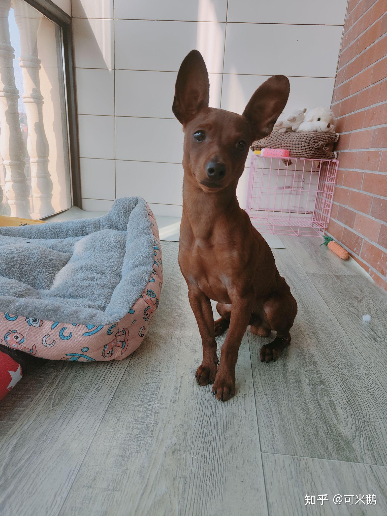 什么时候你觉得你家狗子是一只心机狗? - 知乎