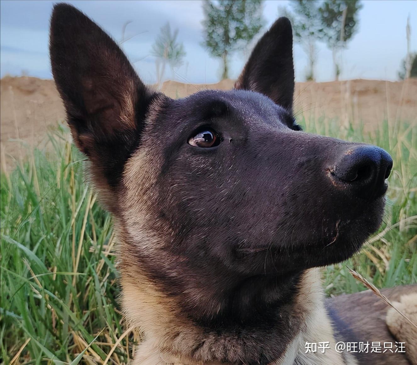 原来“马犬”这么可怕,怪不得那么多人“望而却步”