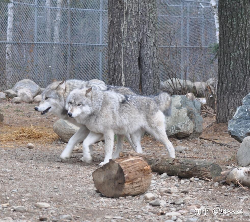 公狼和母狼怎么相处有哪些伴侣之间的相处方式