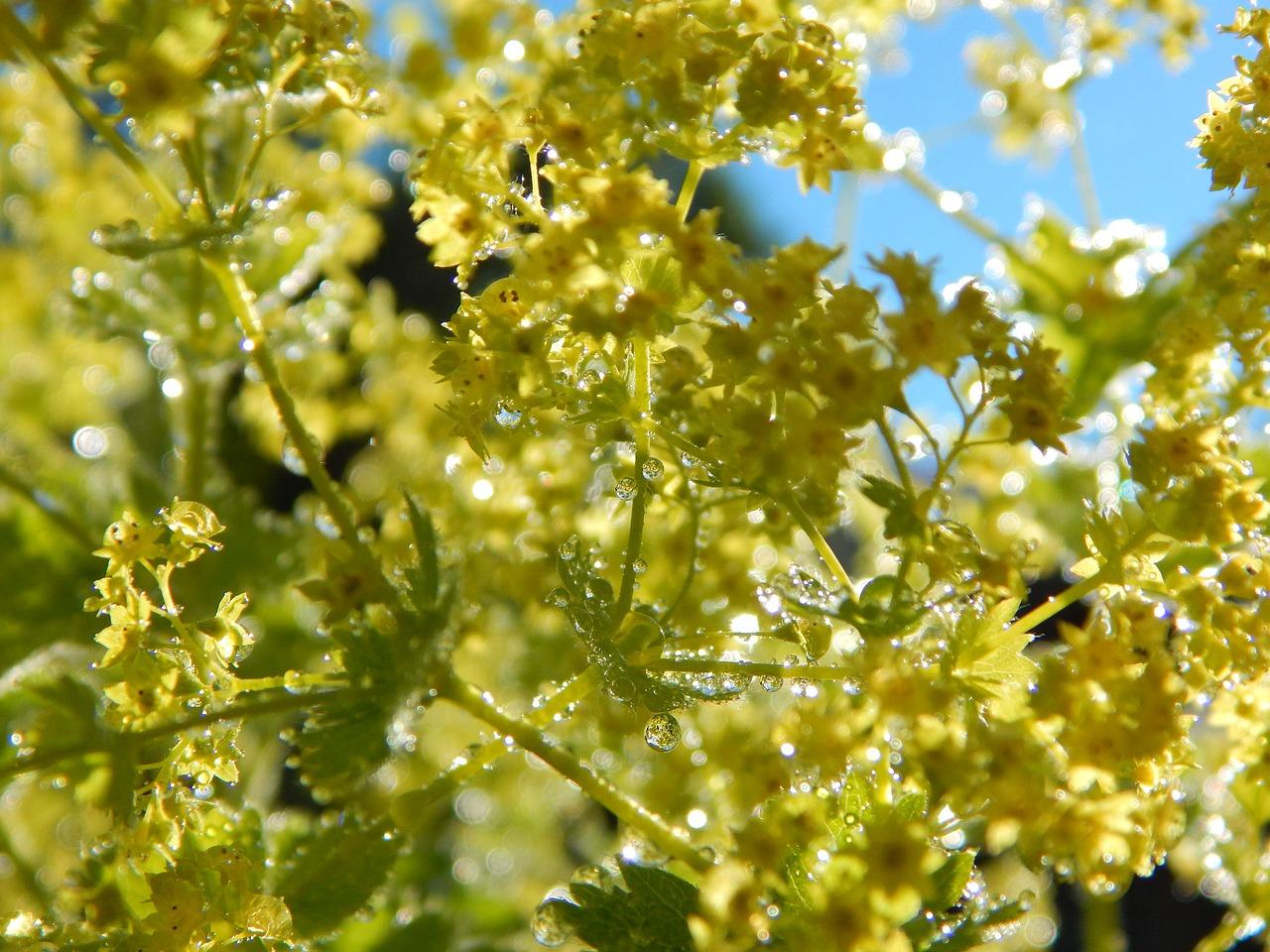 6. 广玉兰市场行情