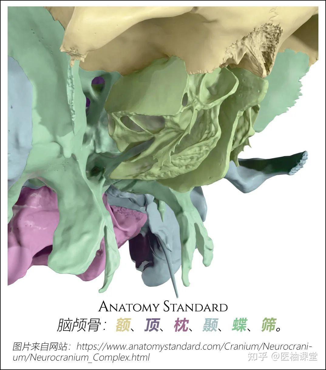 颌面部骨骼结构图解 - 知乎