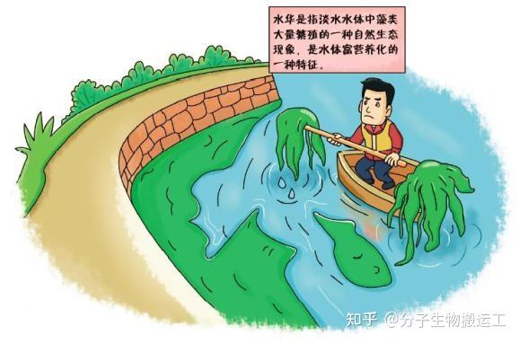 水华和赤潮的区别