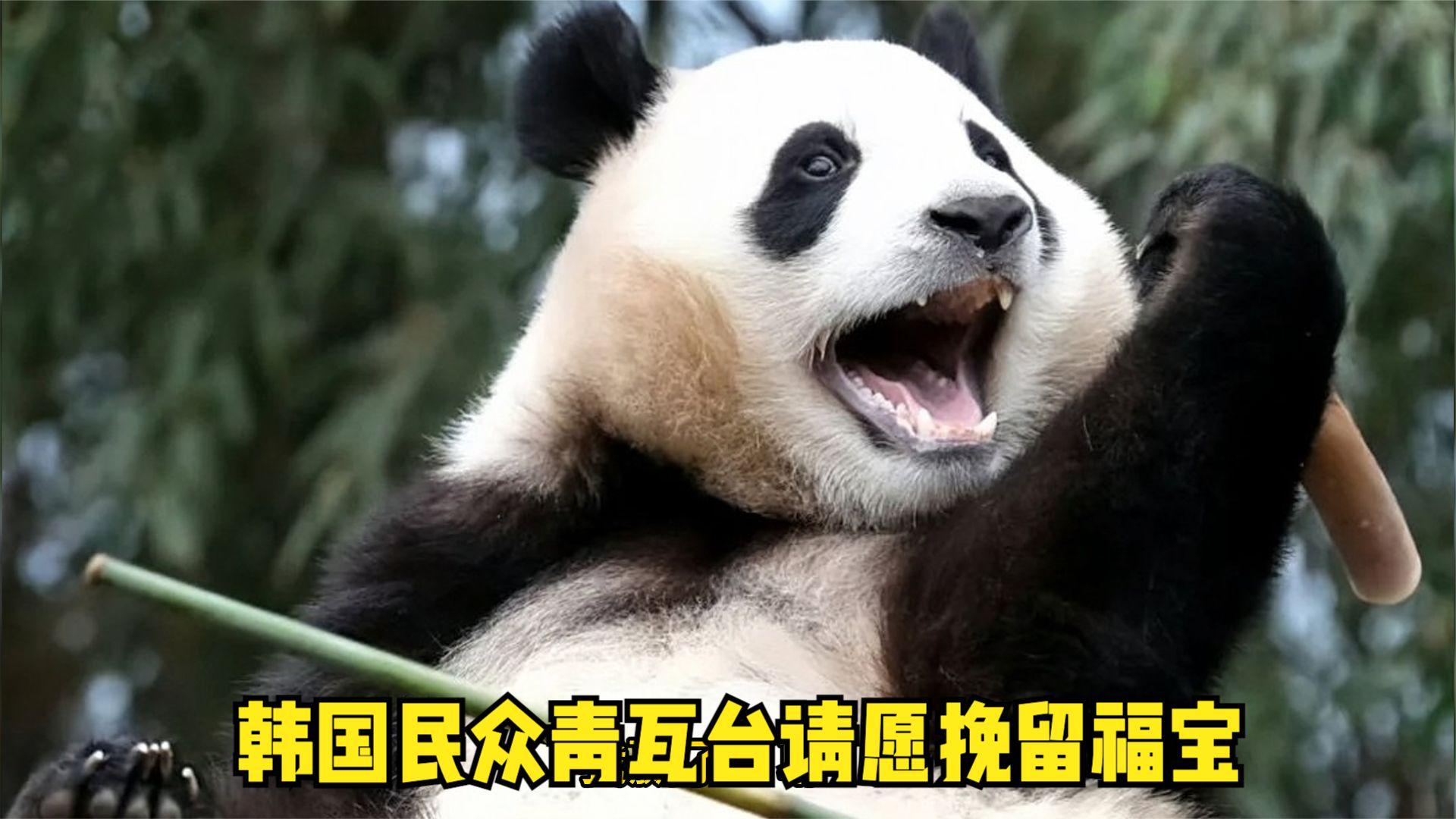 韩国民众青瓦台请愿挽留福宝福宝评为爱宝乐园最听话三岁大熊猫