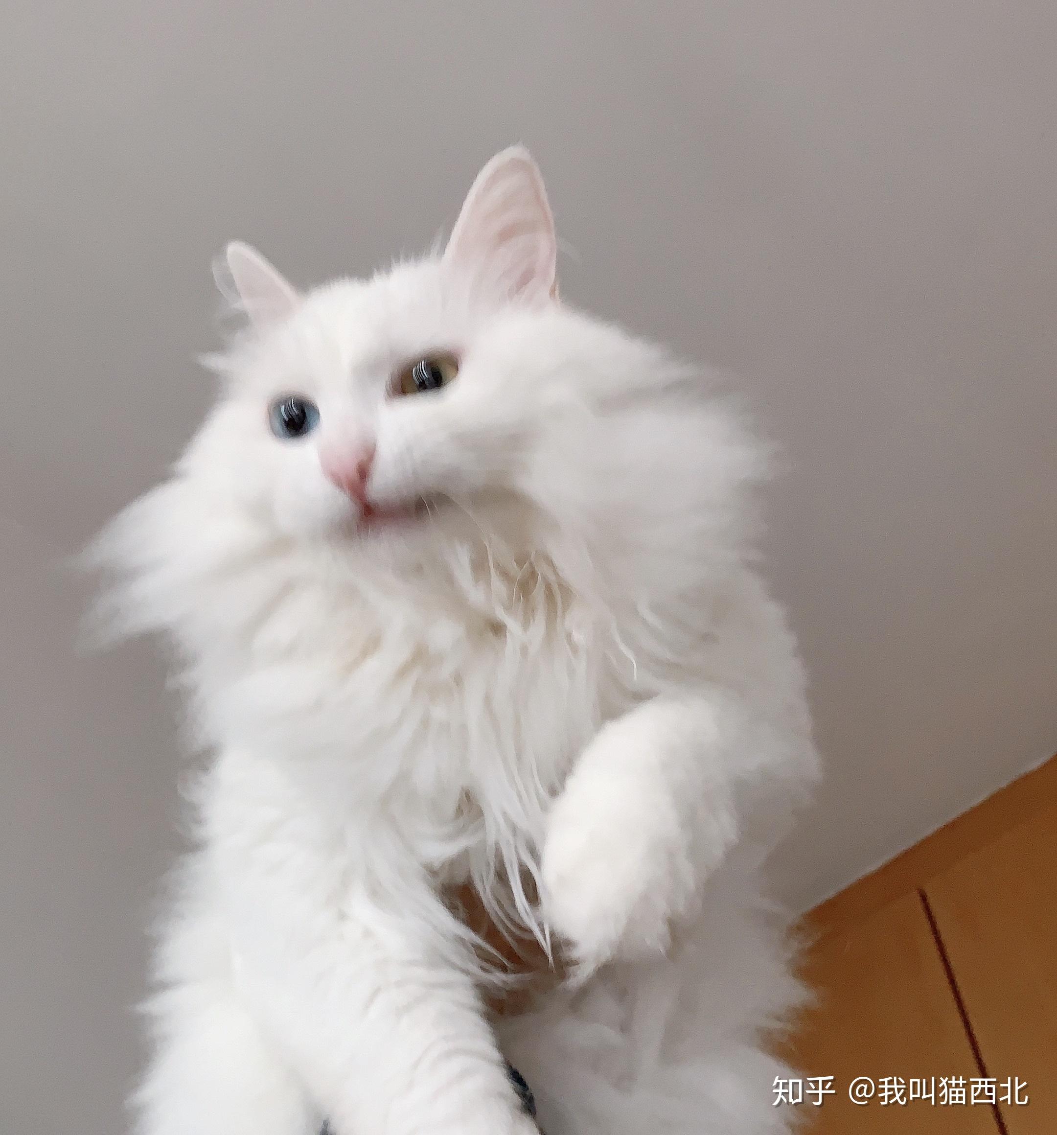 请问给狮子猫起什么名字好呢? - 知乎