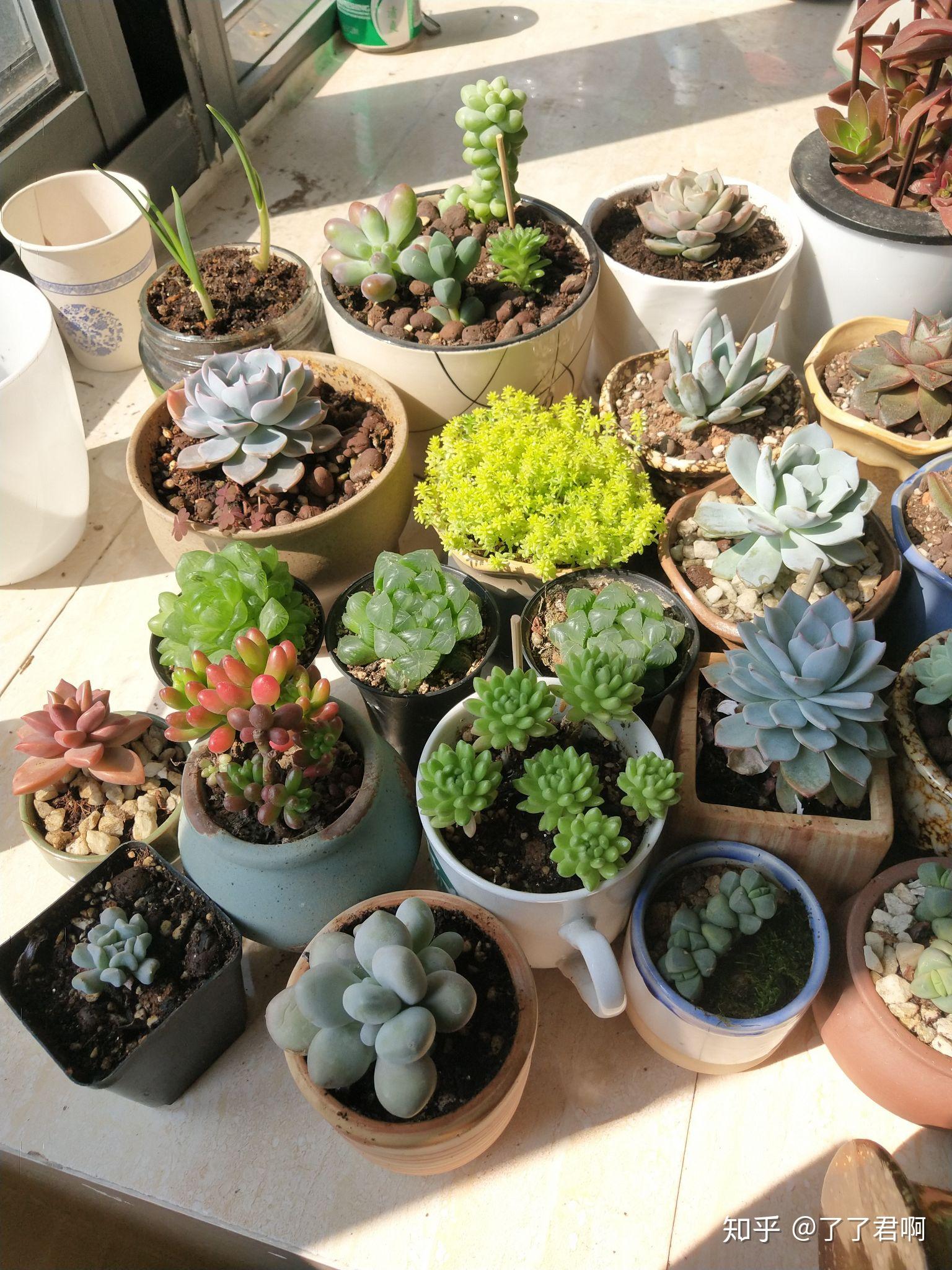 大学生宿舍养花暑假了怎么办? - 知乎