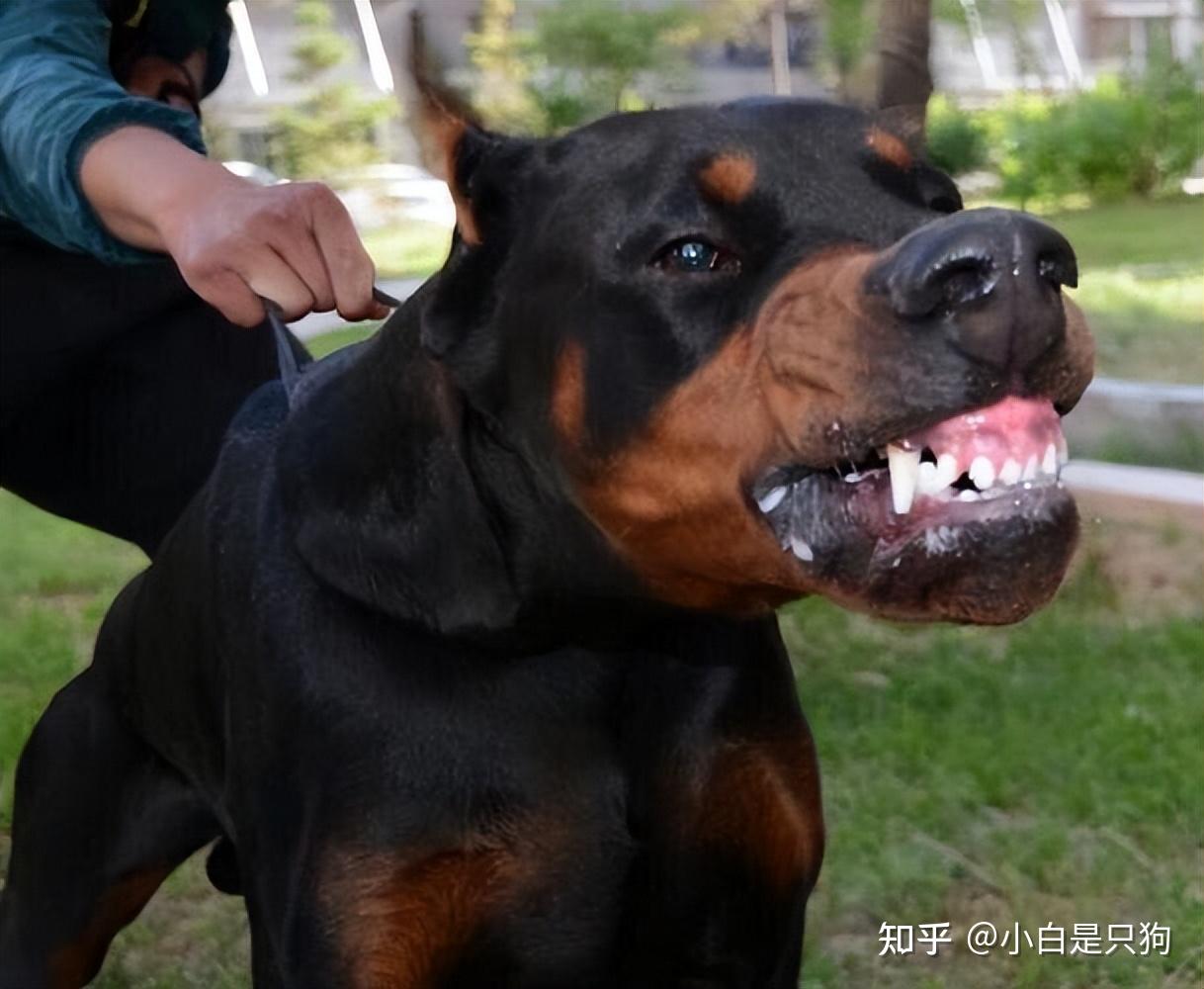 杜宾犬好养吗?看它的优缺点,你就知道了 - 知乎
