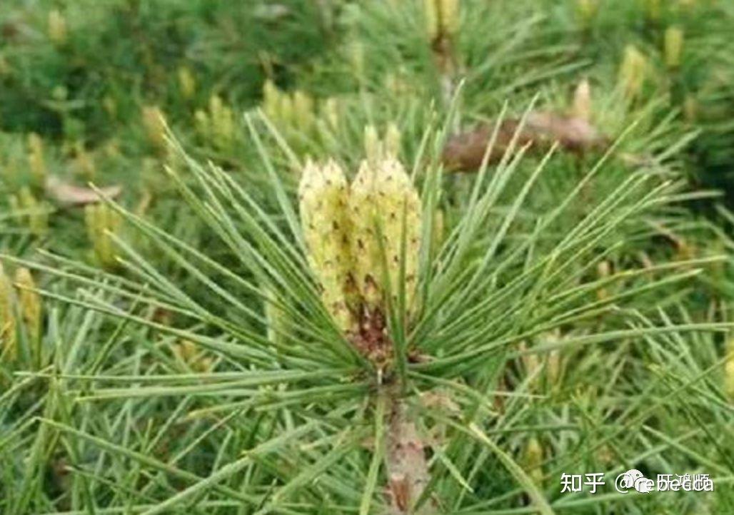中华豪门-油松:中国的瑰宝,木材质感的代名词 - 知乎