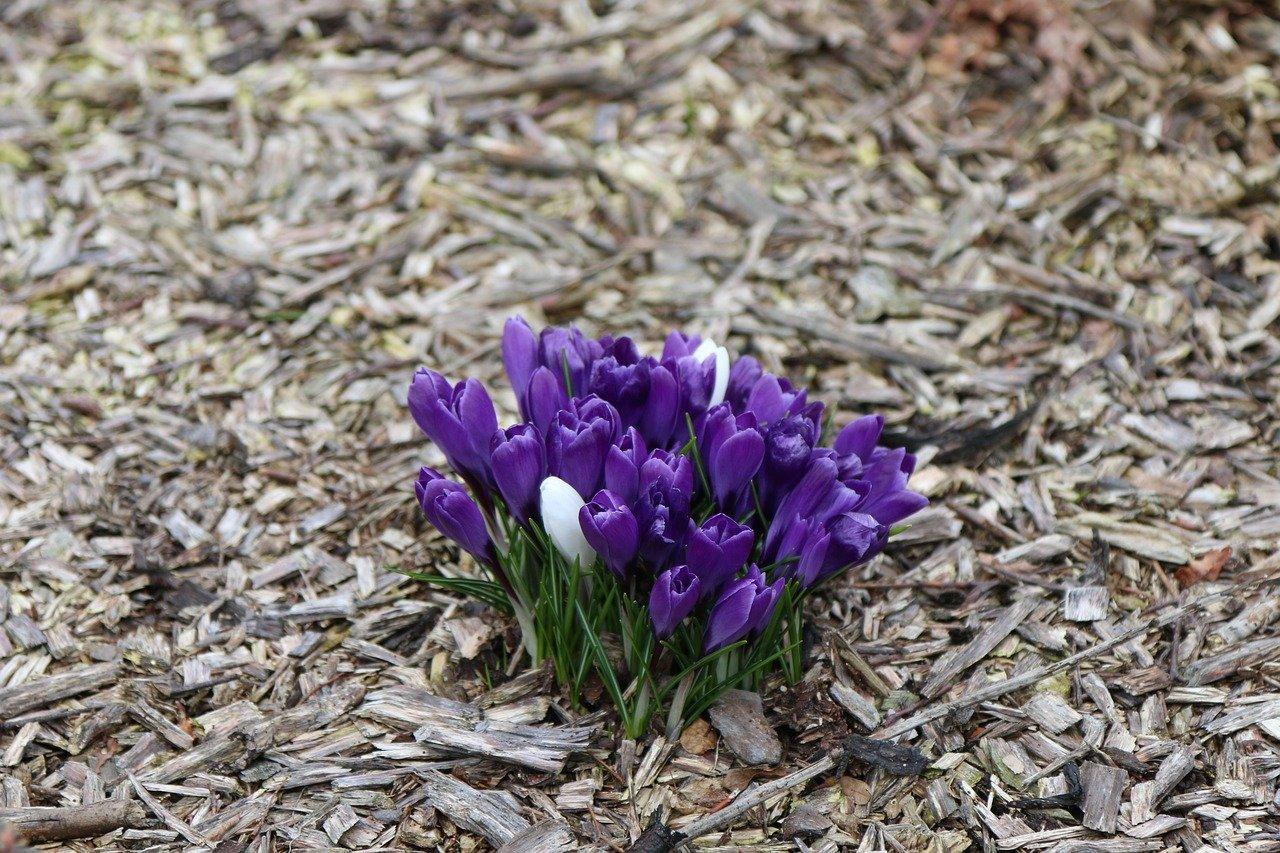 3. 藏红花最新价目