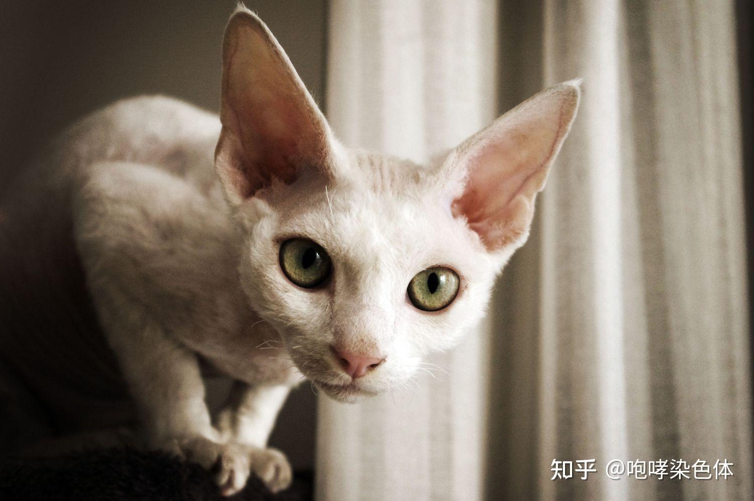 有哪些大耳朵的猫品种?