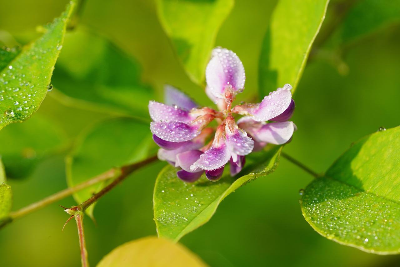 泰河园是什么性质