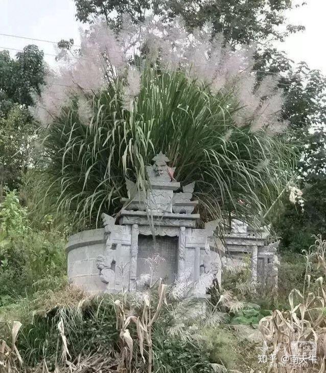 如何种一株两米高的坟头草