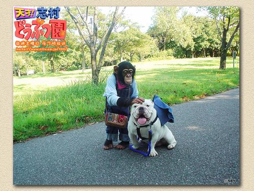 日本综艺节目推荐之天才!志村动物园