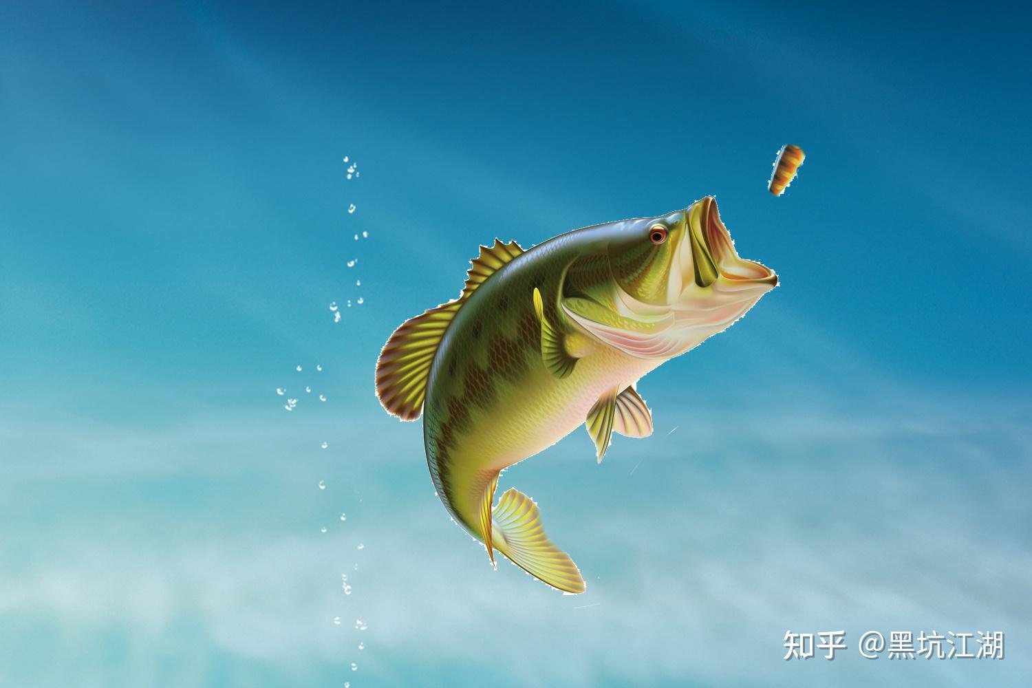 鲫鱼的咬钩动作是什么样？鲤鱼、鲫鱼、青鱼和草鱼的咬钩动作讲解 - 知乎